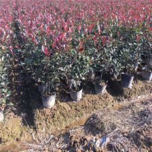 【山東紅葉石楠價格,紅葉石楠種植基地,地被灌木基地圖片】山東紅葉石楠價格,紅葉石楠種植基地,地被灌木基地 - 青州市茗茜花卉苗木專業合作社