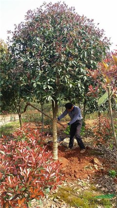 株洲市新大地花卉苗木種植農民專業合作社
