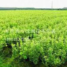 供應金邊黃楊_冠幅20公分_信陽種植地 | 河南省潢川縣綠洲園林花卉基地
