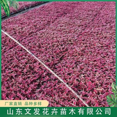 彩葉草 金邊彩葉草種植基地 金邊彩葉草價格
