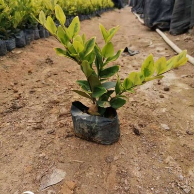 高度30厘米金森女貞小苗批發報價 金森女貞容器苗 綠籬植物