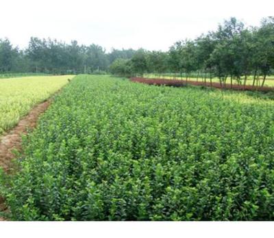 北海道黃楊種植基地--想要品質好的苗木就來志超花卉苗木