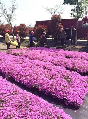 山東廠家 綠亞花卉苗木批發 福祿考大量種植