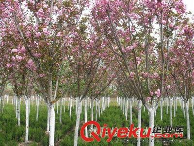 俊玲苗木園藝場大量出售日本櫻花小苗-沭陽俊玲苗木園藝場提供俊玲苗木園藝場大量出售日本櫻花小苗的相關介紹、產品、服務、圖片、價格沭陽俊玲苗木園藝場、綠化苗木;盆景栽植;蔬菜種子;花卉種子;大型盆栽綠化
