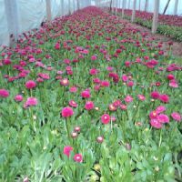 【雛菊種植基地臨沂德州聊城濱州菏澤海陽龍口牟平圖片】雛菊種植基地臨沂德州聊城濱州菏澤海陽龍口牟平 - 青州市綠九州花卉苗木園藝場