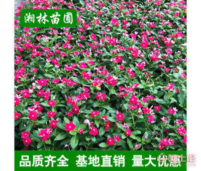 【湘林苗圃,其他夏堇夏瑾山東青州花卉盆栽時令花卉基地直銷四季草花】瀏陽市樹巧縫苗木種植專業合作社 - 產品庫