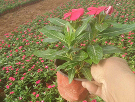 天天開種植-山東天天開-濰坊天天開產品大圖