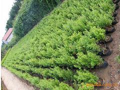 【想要易種植的花石榴就來永信花卉苗木--河北獨干花石榴】想要易種植的花石榴就來永信花卉苗木--河北獨干花石榴批發價格,廠家,圖片,青州 花卉苗木 -