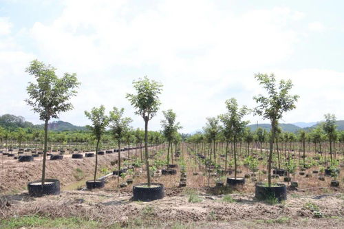致富有招 德慶這條鎮大力發展花木基地,計劃種植1000畝