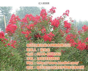上海美國紅紫薇 紅美達苗木 美國紅紫薇快繁技術