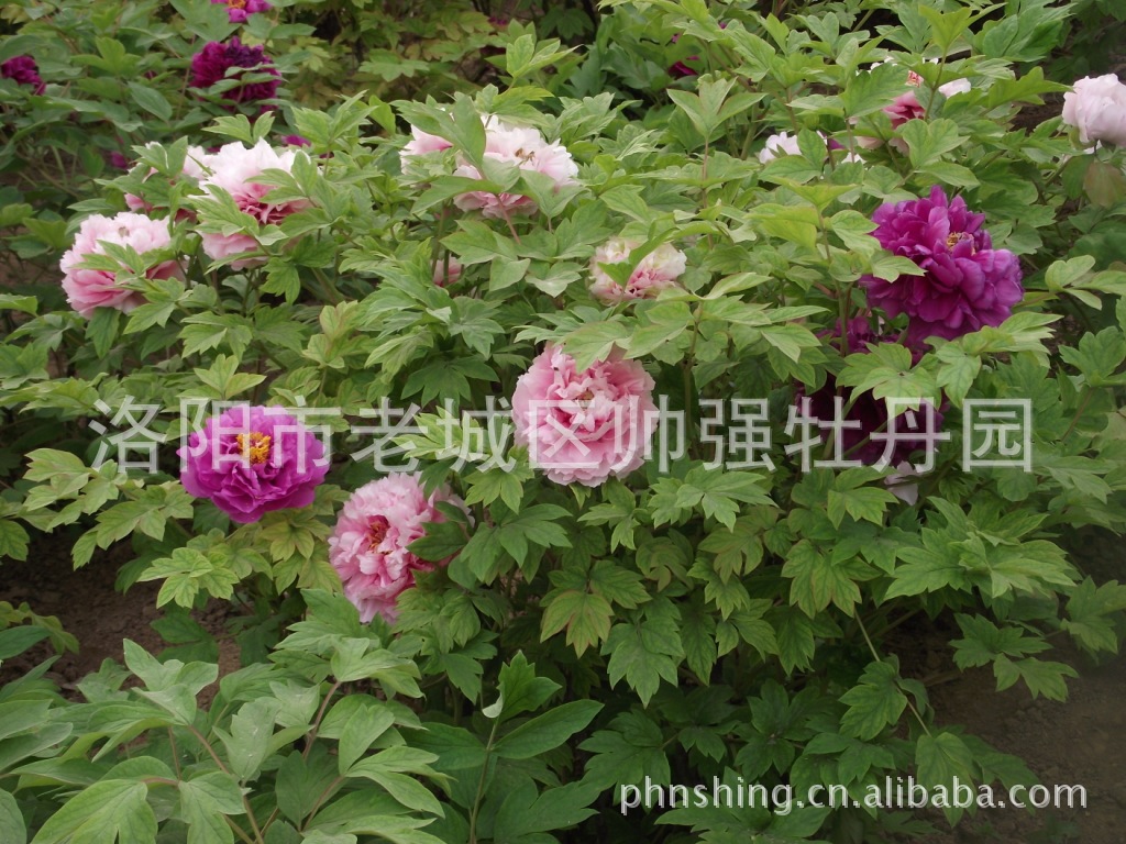 常年批發供應花卉牡丹宮品牌洛陽牡丹苗木