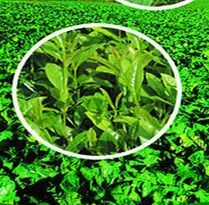 福建廈門漳州泉州茶樹瓜果有機肥花卉苗木種植有機肥_世界工廠網