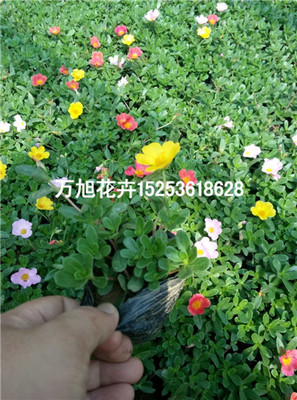 青州馬齒莧種植基地!青州萬旭花卉苗木基地供應產品青州市萬旭花卉苗木專業合作社 - 艾特貿易網商鋪展示