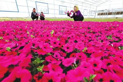 圖片新聞 村民在山丹縣清泉鎮郇莊村種植基地管護花卉