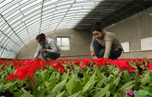 鮮花盛開 春日可期 新疆庫爾勒苗圃進入花期管理