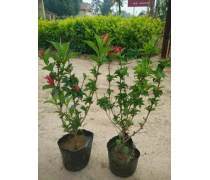 紅王子錦帶種植基地優質商家置頂推薦產品