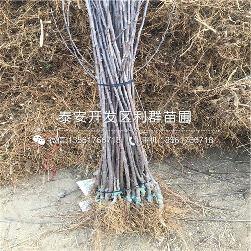 【神富一號蘋果樹苗批發價格】- 