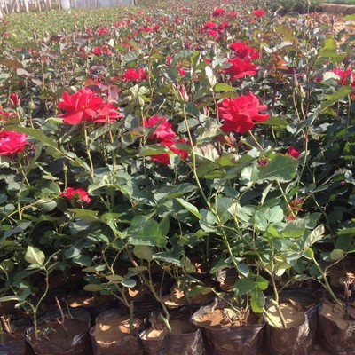 月季批發 大花月季 紅帽月季 豐花月季 青州鑫超花卉種植基地價格優惠圖片_高清圖_細節圖-青州市鑫超花卉苗木 -
