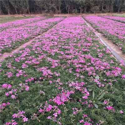 【芝櫻 苗圃供應四季觀賞花卉叢生福祿考小苗 園林景觀工程】 - 青州市承玉花卉苗木種植專業合作社