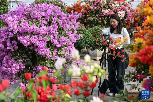 江蘇沭陽 花木之鄉 的 美麗經濟
