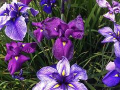 熱銷的日本大花花菖蒲市場價格,花菖蒲種植基地圖片|熱銷的日本大花花菖蒲市場價格,花菖蒲種植基地產品圖片由青州市新牧原花卉苗木專業合作社公司生產提供-