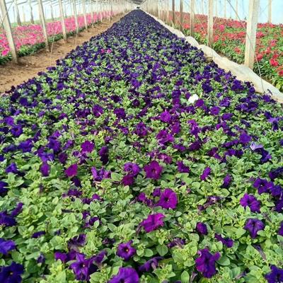 【垂吊矮牽牛 矮牽牛苗 供應盆栽】 - 青州市承玉花卉苗木種植專業合作社