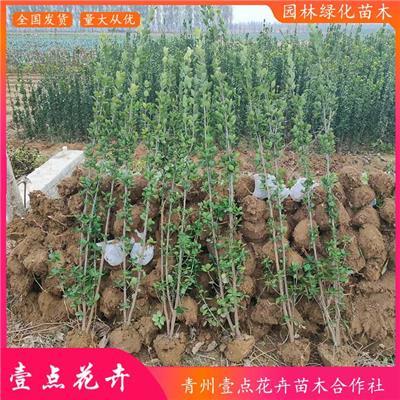 綠化北海道黃楊相關產品推薦