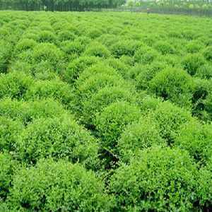 【山東綠化苗木_市場上具有口碑的綠化苗木在哪里可以找到圖片】山東綠化苗木_市場上具有口碑的綠化苗木在哪里可以找到 - 青州市杰浩花卉苗木專業合作社