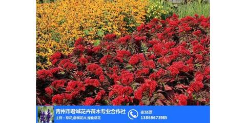 雞冠花哪家好、山西雞冠花、君誠花卉苗木