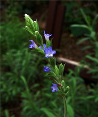 山東薰衣草 雛菊種植基地 山東金葉女貞 山東青州魯豫草花花卉園藝場(chǎng) 一二年生草花,花卉種子種苗,樹木盆景,年宵花,綠化苗木