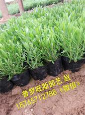 高品質(zhì)薰衣草供應(yīng)盡在普羅旺斯花卉苗木 遼寧薰衣草,高品質(zhì)薰衣草供應(yīng)盡在普羅旺斯花卉苗木 遼寧薰衣草生產(chǎn)廠家,高品質(zhì)薰衣草供應(yīng)盡在普羅旺斯花卉苗木 遼寧薰衣草價(jià)格
