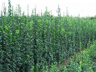 丷丶宿根花卉種植基地//山東綠化苗木種植//山東草花種植基地-青州市青城花卉苗木提供丷丶宿根花卉種植基地//山東綠化苗木種植//山東草花種植基地的相關(guān)介紹、產(chǎn)品、服務(wù)、圖片、價(jià)格【抗寒之王在此!】山東羽衣甘藍(lán)批發(fā)【山東羽衣甘藍(lán)供應(yīng)商】、月季種植基地、草花種植基地、冬青種植基地、青州草花價(jià)格、黃樓草花基地、