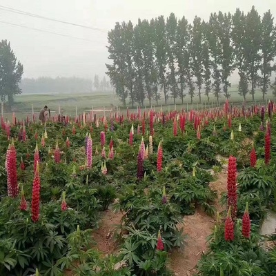 【羽扇豆 批量銷售羽扇豆 樹慶直銷魯冰花花苗】 - 青州市樹慶花卉苗木專業(yè)合作社