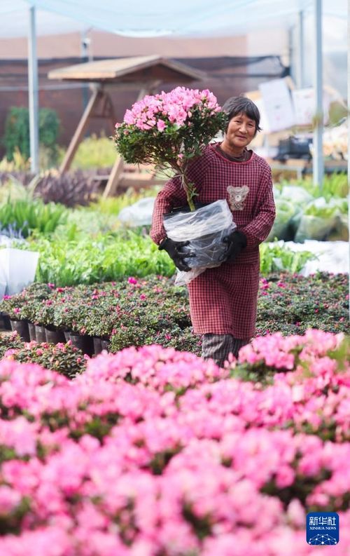 年宵花開啟銷售旺季 五彩花卉扮靚新年