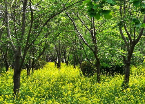 從賣花木到 賣生態(tài) 中原花木大縣鄢陵升級(jí) 綠經(jīng)濟(jì)