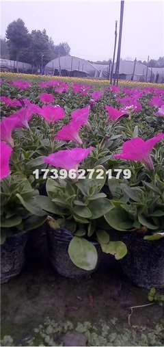【成都矮牽牛價(jià)格 成都矮牽牛供應(yīng) 成都花卉 綠化工程花卉 四川矮牽牛基地 成都矮牽牛批發(fā) 郫都區(qū)名川園藝場(chǎng)供應(yīng)供應(yīng)|花卉、苗木種植、苗木銷售。長(zhǎng)期供應(yīng)各類綠化工程用苗成都市郫都區(qū)名川園藝場(chǎng)商鋪
