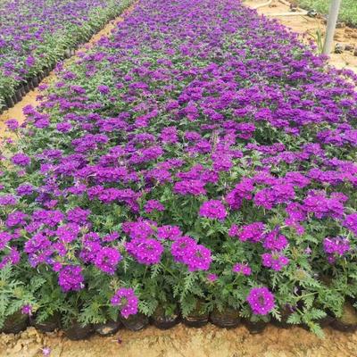 青州市文霖花卉苗木種植專業合作社
