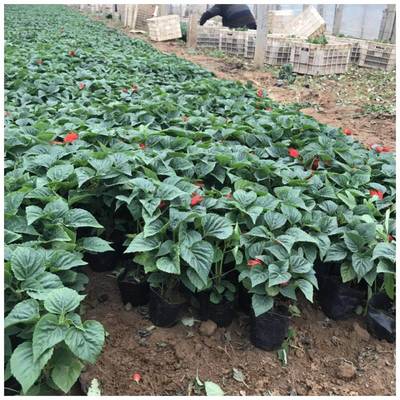 一串紅 一串紅供應基地 河北一串紅供應基地