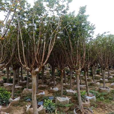 四川小葉紫薇樹苗批發 紅花小葉紫薇樹 預留電話及時反饋