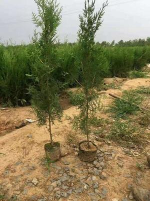 供應沙地柏 沙地柏批發商 沙地柏種植基地 沙地柏批發價格