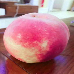 新聞 襄陽桃樹苗是怎么種出來的