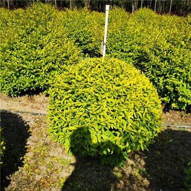 常州苗木最大市場基地