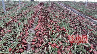 福建 九湖一花卉廠房23萬株盆栽慘遭 滅門