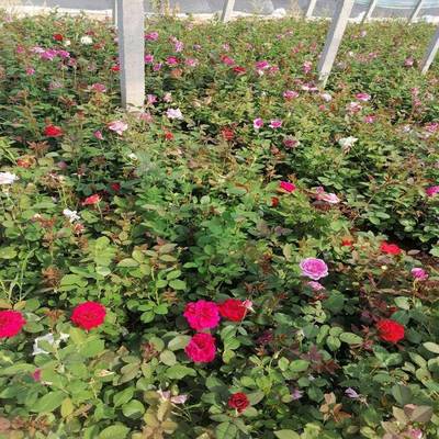 青州市茗茜花卉苗木專業合作社