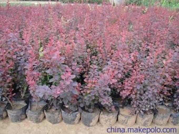 鞍山 北海道種植基地 -山東青州向陽花卉苗木合作社8