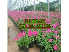 北京矮牽牛供應商,青州矮牽牛種植基地|花卉種苗|花卉盆景|供應信息|597苗木網