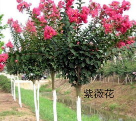 這三種什么花