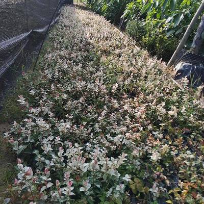 青州市茗茜花卉苗木專業合作社
