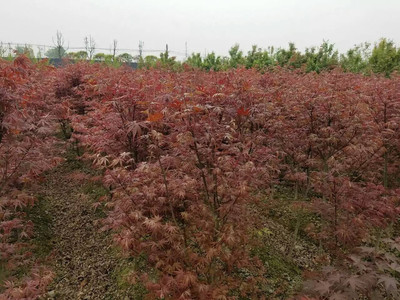 溫江錦藝花卉苗木成都紅楓| 成都紅楓價格
