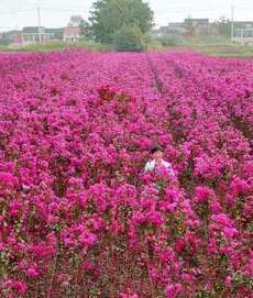 宜興市秋陽花卉苗木種植專業合作社